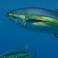 Риба тон: видове, свойства и методи на готвене