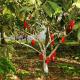 კაკაოს მარცვლები: სად იზრდება, ლობიოს გამოყენება და სასარგებლო თვისებები სად იზრდება შოკოლადის ხე