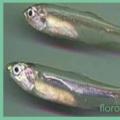 Papalina: koristi in škoda majhne ribe