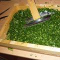 Рецепта за готвене кулинарна зелева супа зелени Вологда хранителни продукти