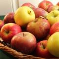 شجرة التفاح، درس لتعريف أطفال ما قبل المدرسة بالطبيعة، أي تفاحة لا تسمى لغز الفاكهة